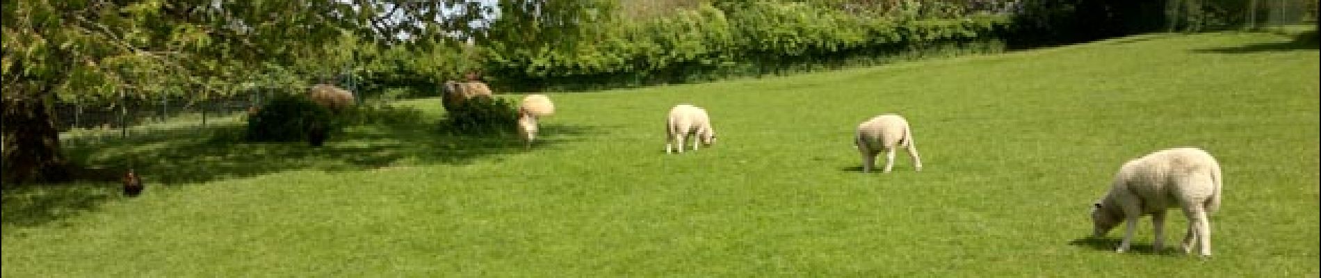 Punto de interés Genappe - Prairie et moutons - Photo