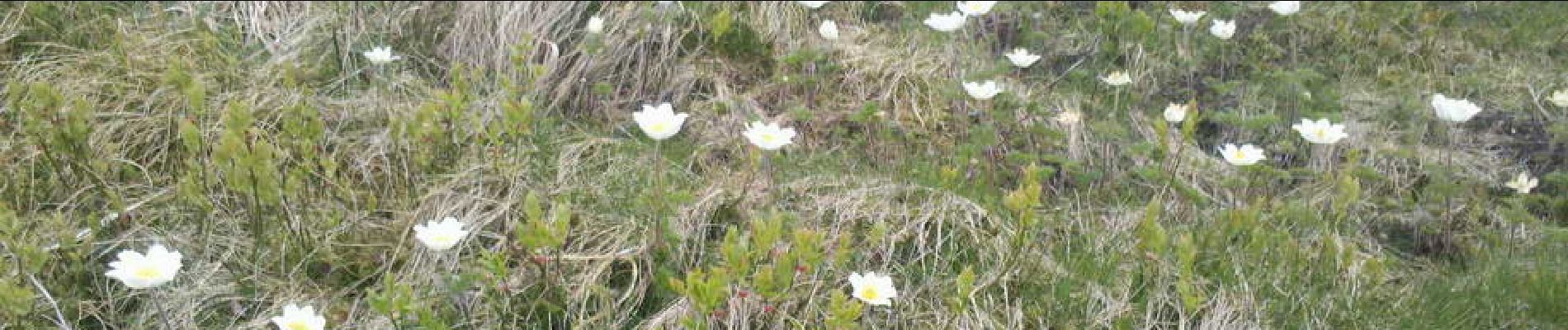 Point d'intérêt La Bresse - 13 - En approche du sommet du Hohneck :<br>une prairie d'Anémones des Alpes - Photo