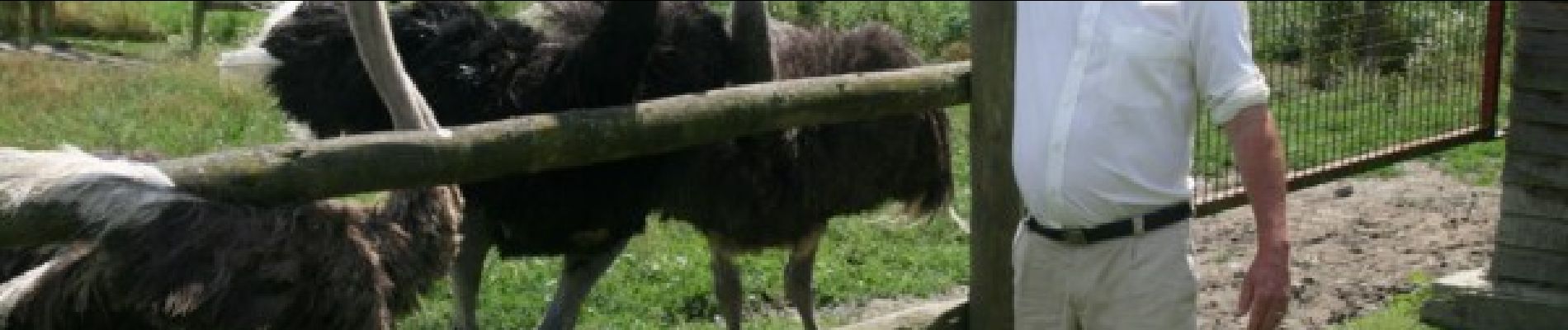 Point of interest Rochefort - The Doneu Ostrich Farm - Photo
