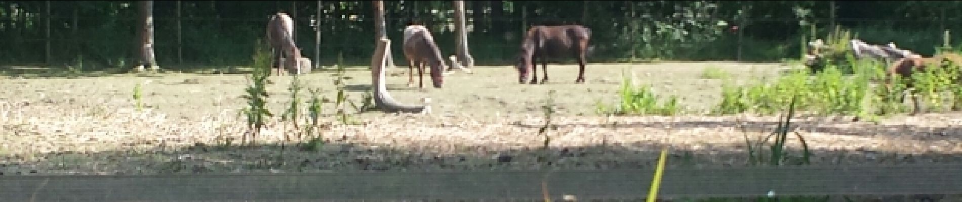 Point d'intérêt Plaisir - Chevaux - Photo