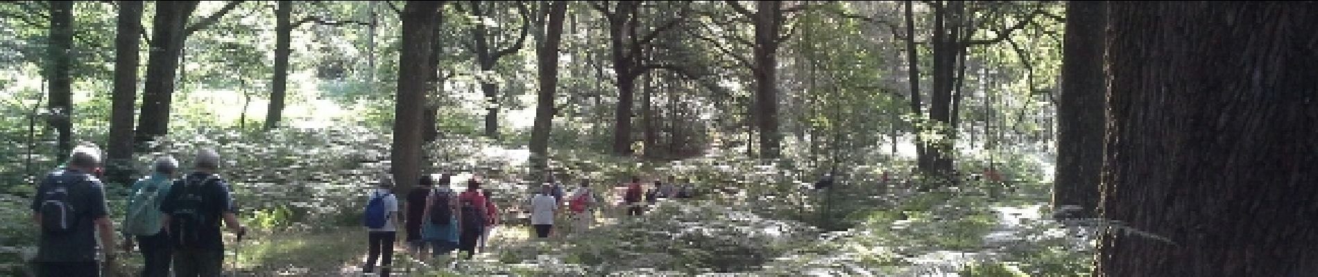 Point d'intérêt Poigny-la-Forêt - Gros querçus - Photo