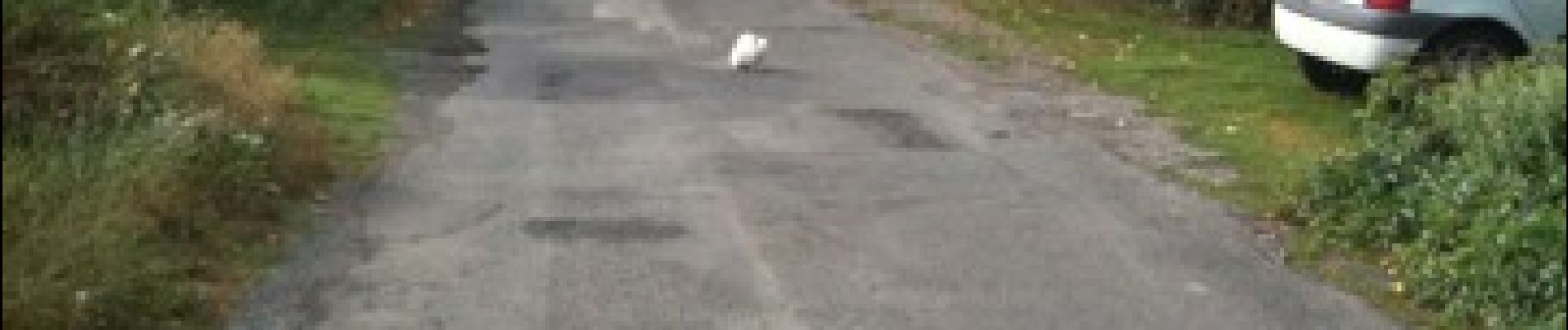 Point d'intérêt Luchapt - White cat luchapt - Photo