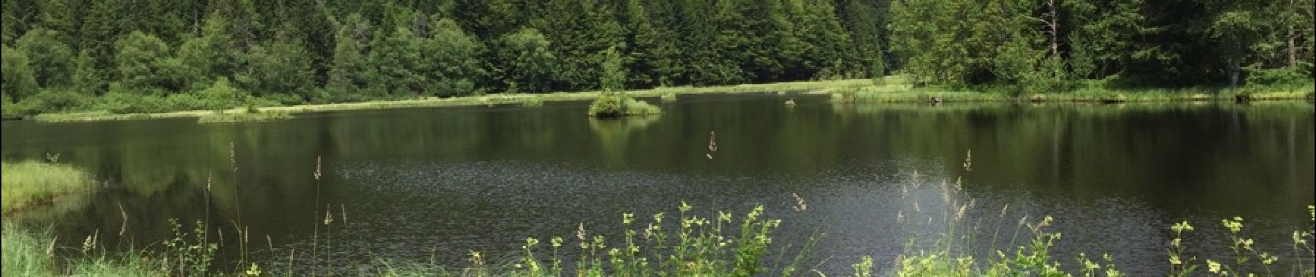 Tocht Stappen La Bresse - lac de Lispach - Photo