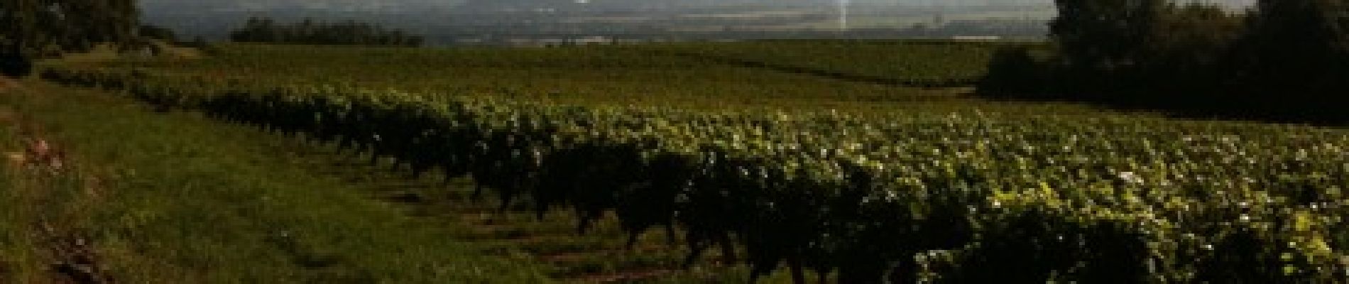 Punto di interesse Morancé - Vue sur les vignes - Photo