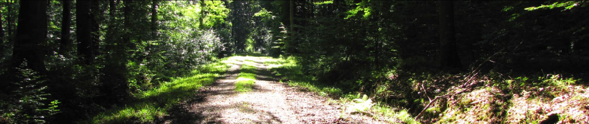 Trail Walking Longpont - en forêt de Retz_39_Longpont_Villers-Cotterets_AR - Photo