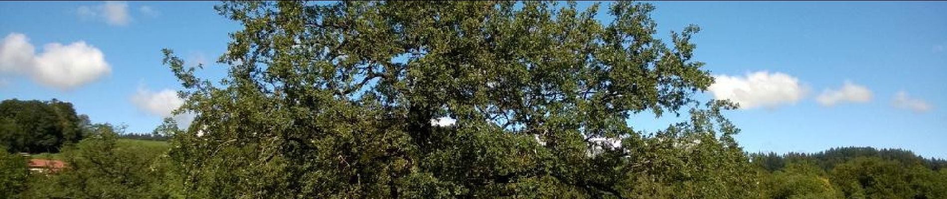 Punto di interesse La Verrerie - arbre remarquable - Photo