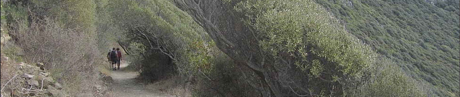 Punto di interesse Ajaccio - 04 - Végétation façonnée par le vent - Photo