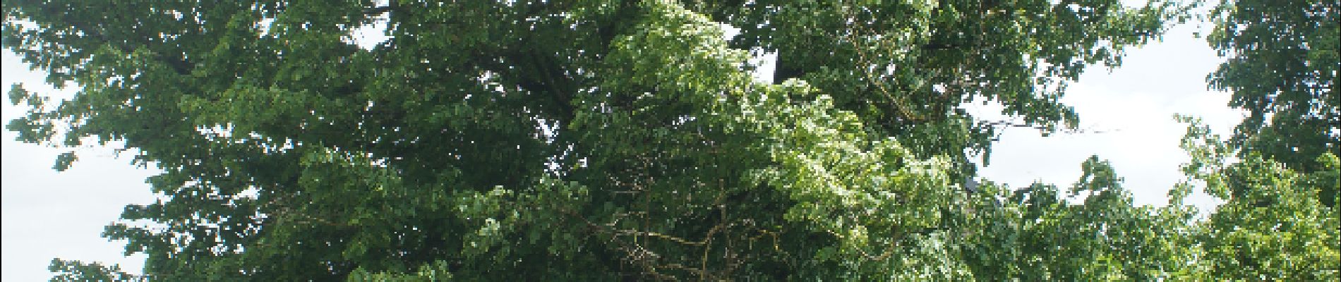 Punto de interés Assesse - Tilleul à grandes feuilles - Photo