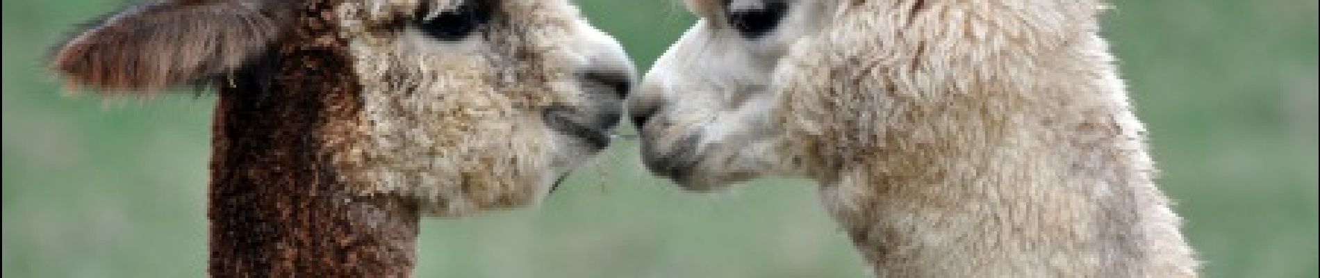 Punto de interés Stoumont - Chèvres et alpagas - Photo
