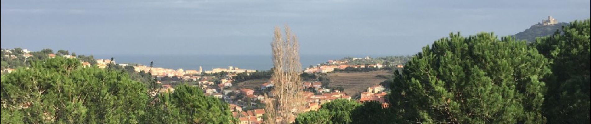 Trail Walking Collioure - 66 COLLIOURE, promenade dans le Vignoble du petit consolation aux forts - Photo
