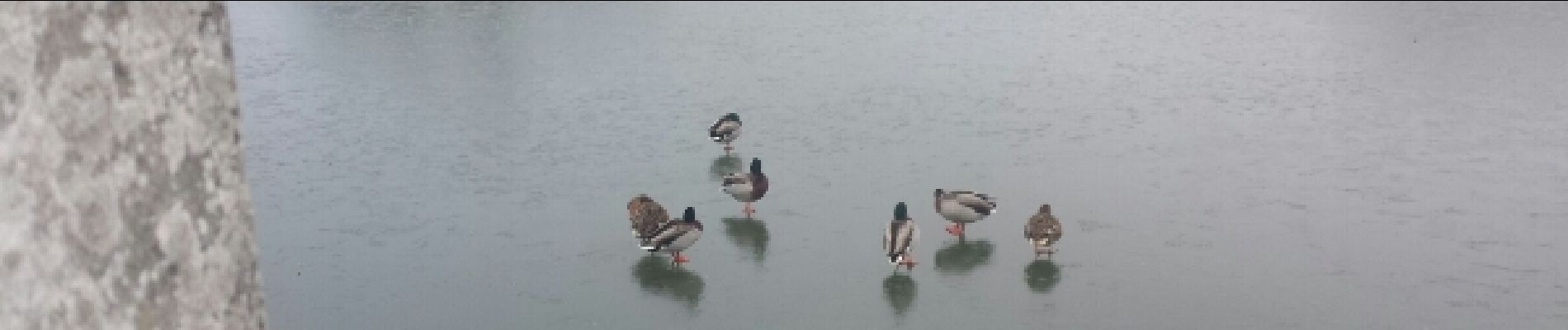 Point d'intérêt Rambouillet - Canards givrés - Photo