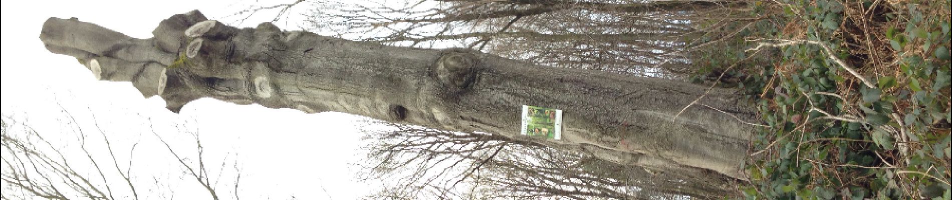 Punto de interés Lieja - arbre logis - Photo