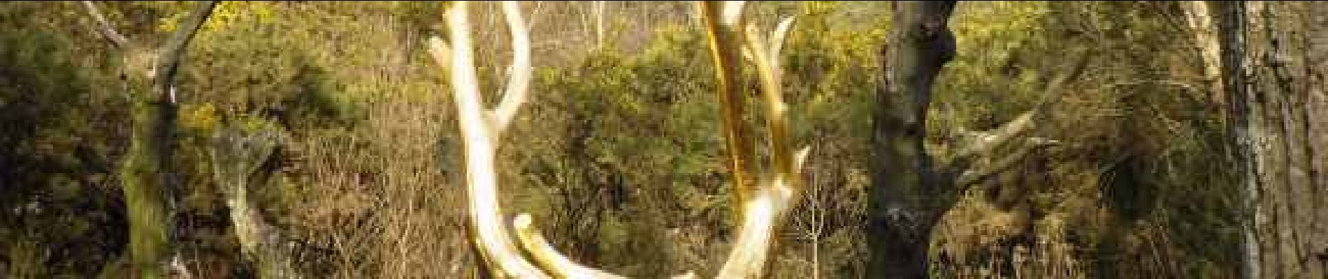 Point d'intérêt Paimpont - L'arbre d'or - Photo