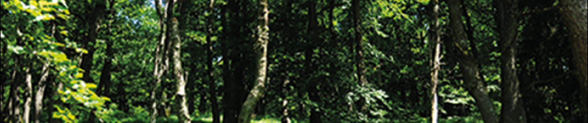 Punto de interés Baelen - 3 – Belles forêts feuillues - Photo