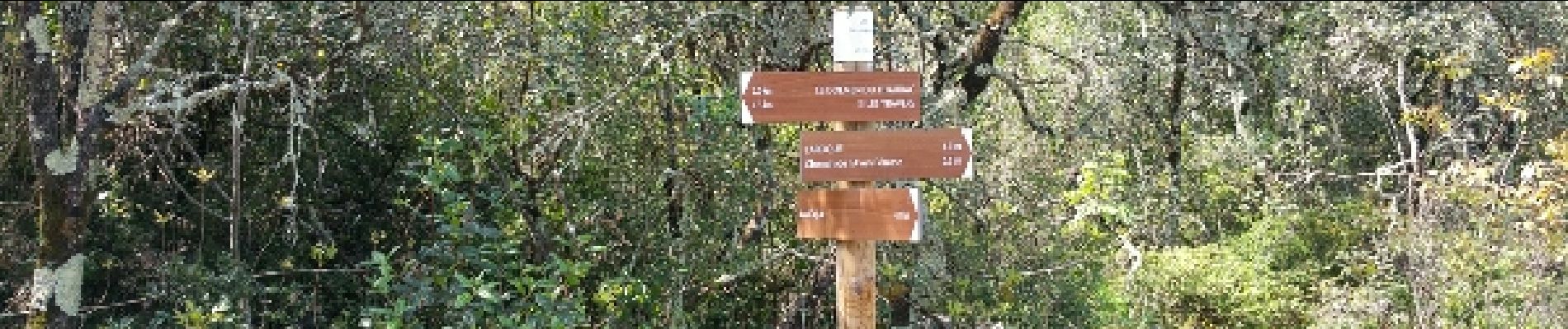 Trail Running Laroque - le plateau de thaurac - Photo