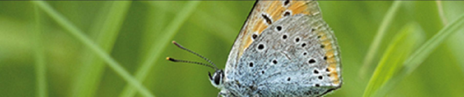 Point d'intérêt Florenville - 3 - Papillon rare - Photo