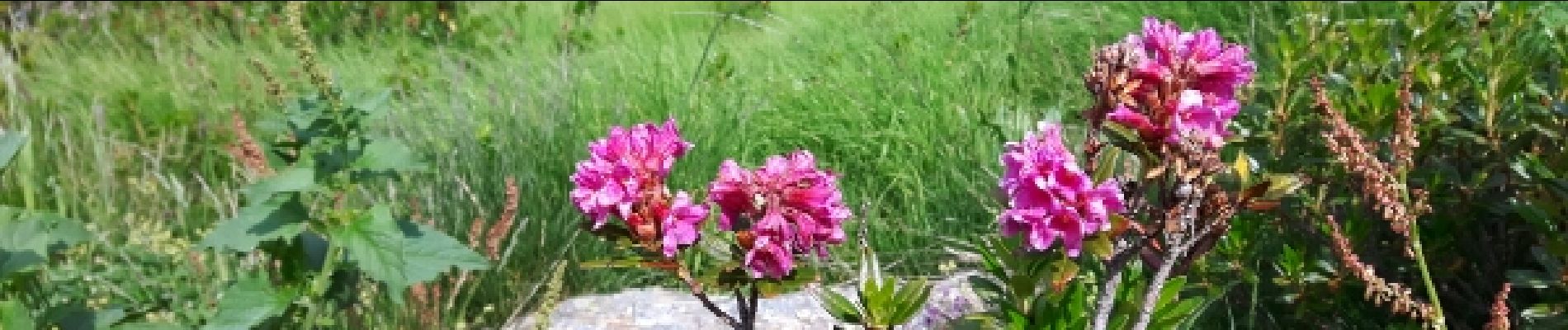 Punto de interés Abriès-Ristolas - Rhododendron ferrugineux - Photo