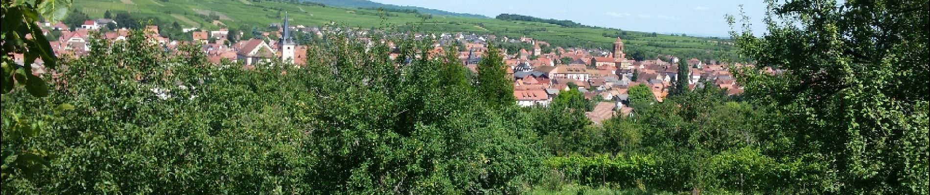 Trail Walking Rosheim - Itinéraire en balcon autour de Rosheim - Photo