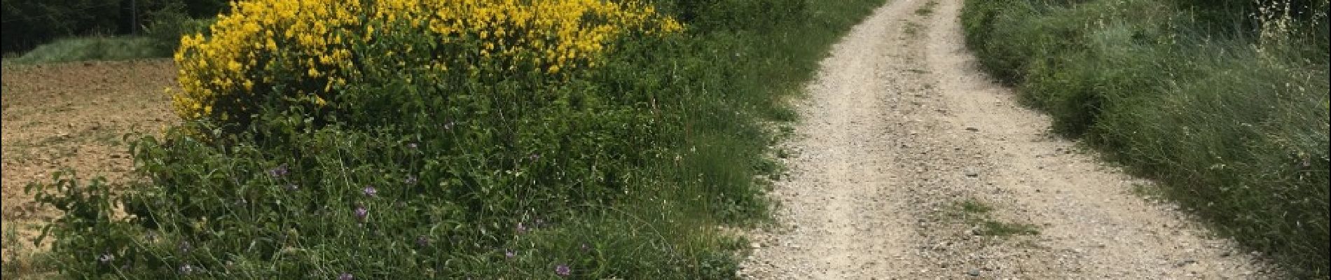 Point d'intérêt Saint-Marcel-d'Ardèche - la route se transforme en chemin de terre - Photo