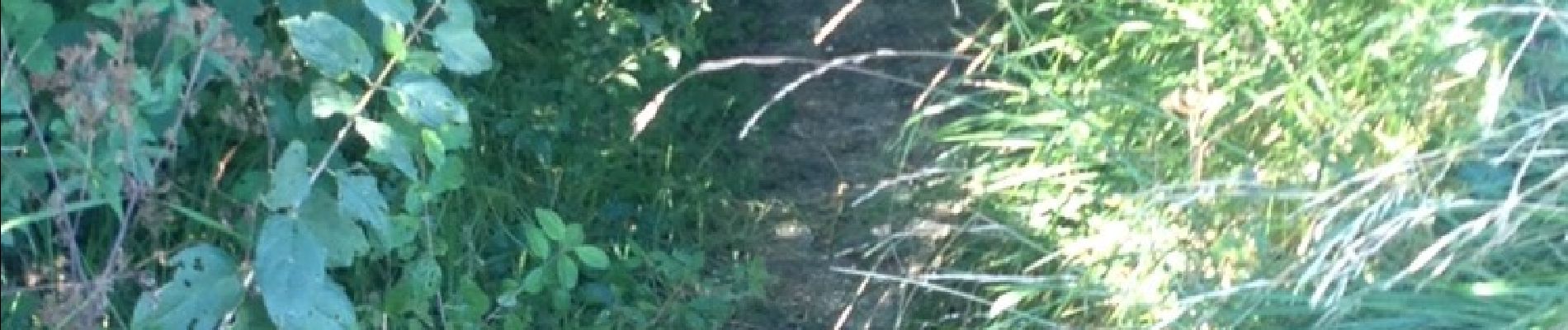 POI Vitry-en-Perthois - attention ne pas louper le petit chemin pour entrer dans le bois - Photo