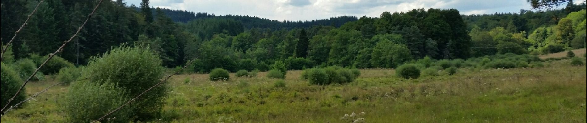 Trail Walking Saint-Romain-d'Urfé - boucle le Limousin - Photo