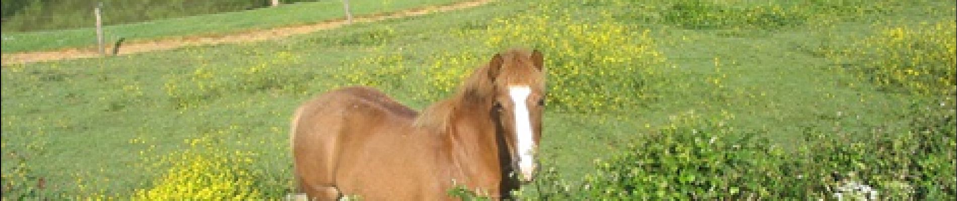 POI Saint-Étienne-du-Bois - Un cheval au bord de son étang - Photo