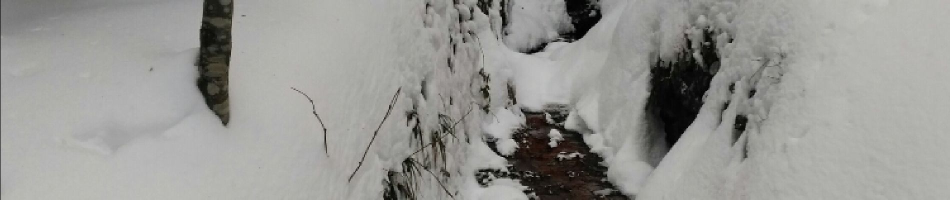 Tocht Sneeuwschoenen Ventron - Raquette en Pays de Ventron - Photo