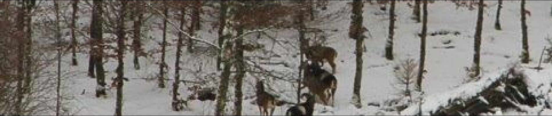 Randonnée Raquettes à neige Herbeumont - Rando des mouflons - Photo