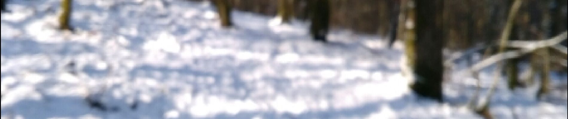 Randonnée Marche Bogny-sur-Meuse - neige entre Loup et Liry - Photo