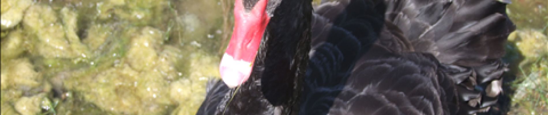 Point d'intérêt Le Crotoy - cygne noir - Photo