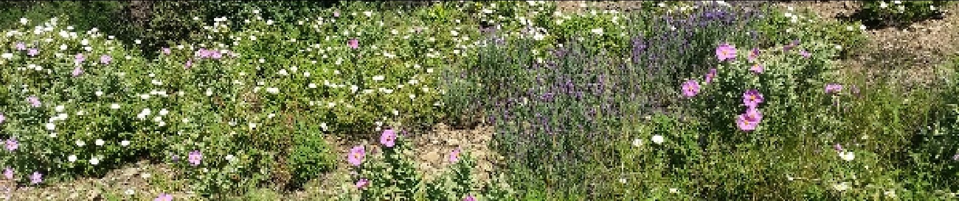 Tour Wandern Sainte-Maxime - la garonnette version courte  - Photo