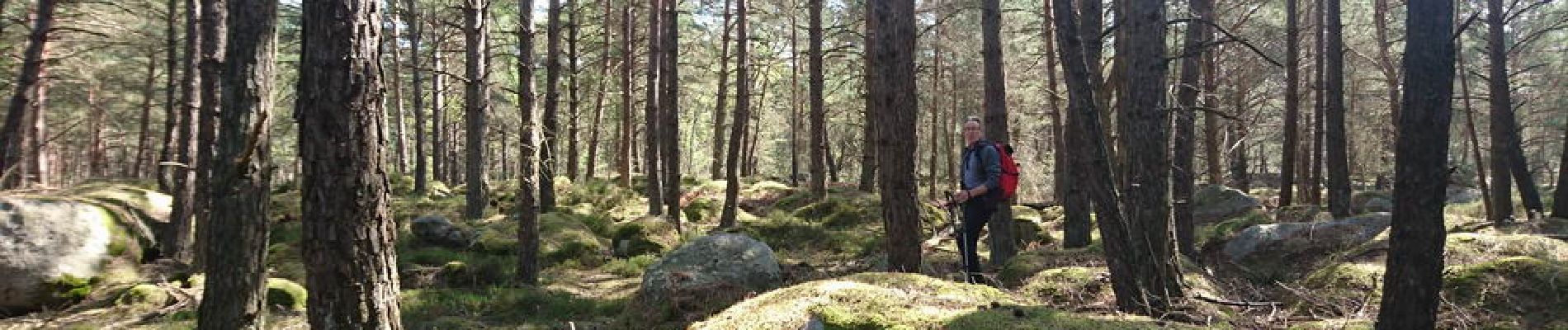 Punto di interesse Fontainebleau - 05 - Une forêt de bosses moussues - Photo