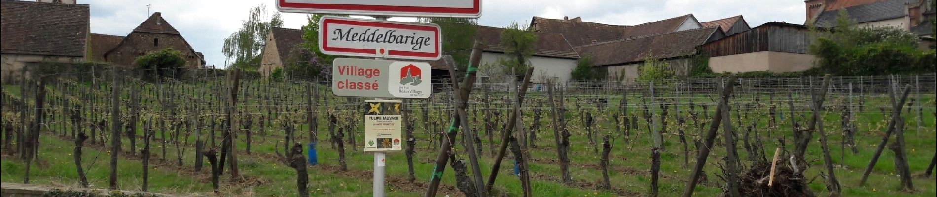 Tocht Stappen Barr - Entre vignobles et châteaux - Photo