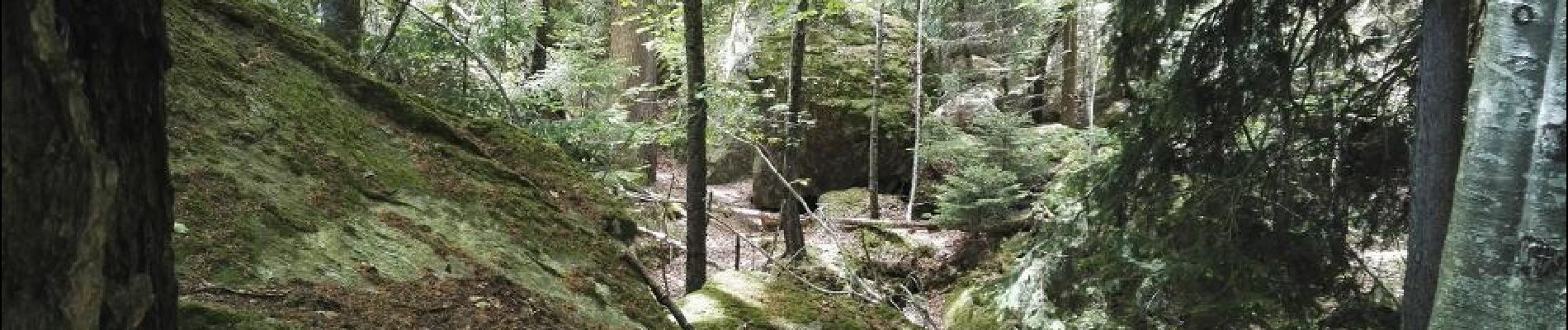 Punto de interés Salvan - forêt remarquable sauvage - Photo