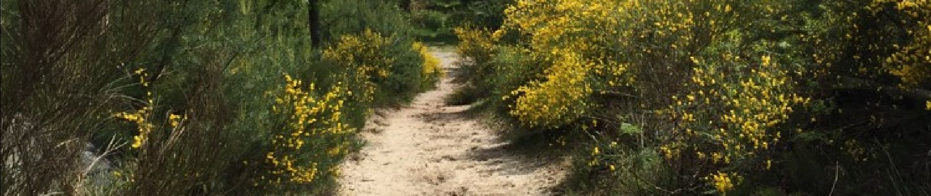 Tocht Stappen Fontainebleau - malmontagne haut m'ont - Photo