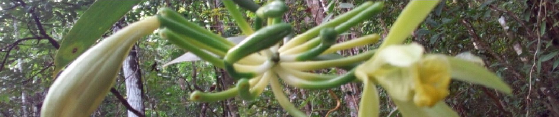 Point d'intérêt Sainte-Luce - La fleur de la Vanille qui est une Épiphyte - Photo