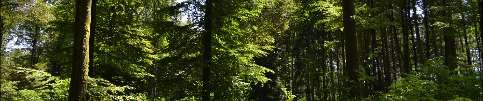 Point d'intérêt Libramont-Chevigny - En pleine forêt - Photo