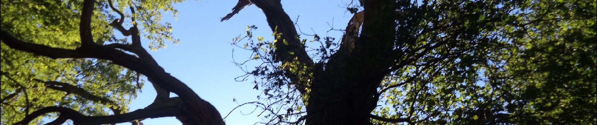 Point d'intérêt Grosrouvre - Chêne grand veneur - Photo