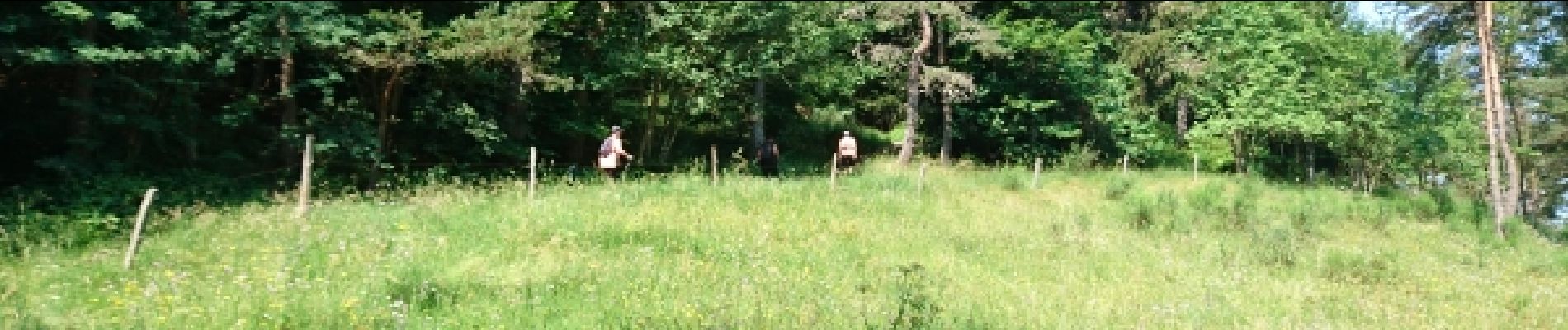 Punto di interesse Le Chambon-sur-Lignon - 08 - Entre forêt et prairie - Photo