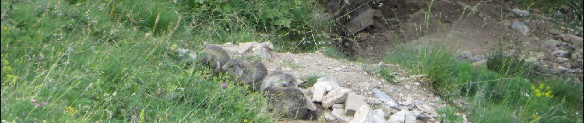 Point d'intérêt Allos - marmottes - Photo
