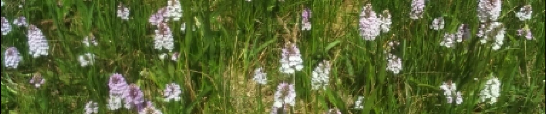 Punto de interés Combrit - un champ d'orchidées  - Photo