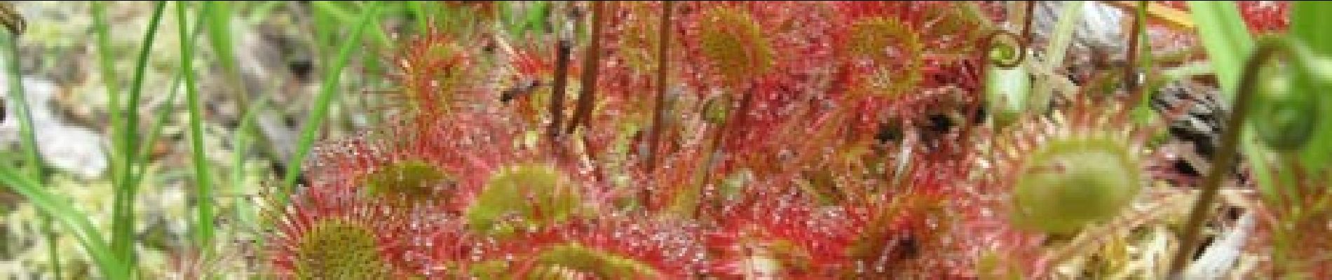 Point d'intérêt Malmedy - des plantes typiques  - Photo