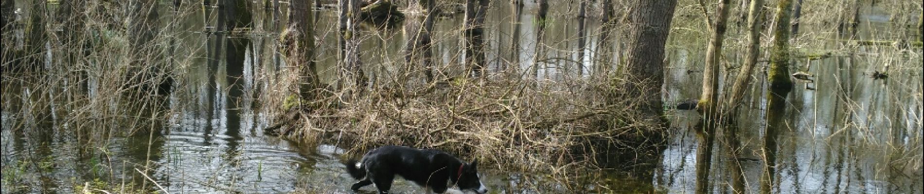 Randonnée Autre activité Boran-sur-Oise - vers Gouvieux - Photo