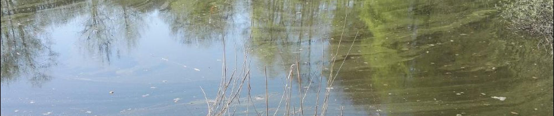 POI Pampigny - etangs, réserve naturelle de Vuarrens - Photo