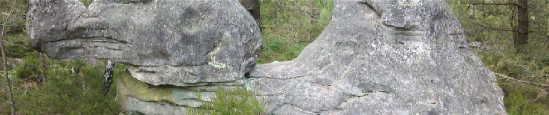 Point d'intérêt Fontainebleau - 18 - Un dromadaire fossilisé - Photo