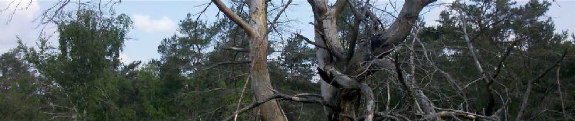 Point d'intérêt Fontainebleau - 06 - Un bel arbre mort, témoin d'un incendie . Est-il toujours debout ? - Photo