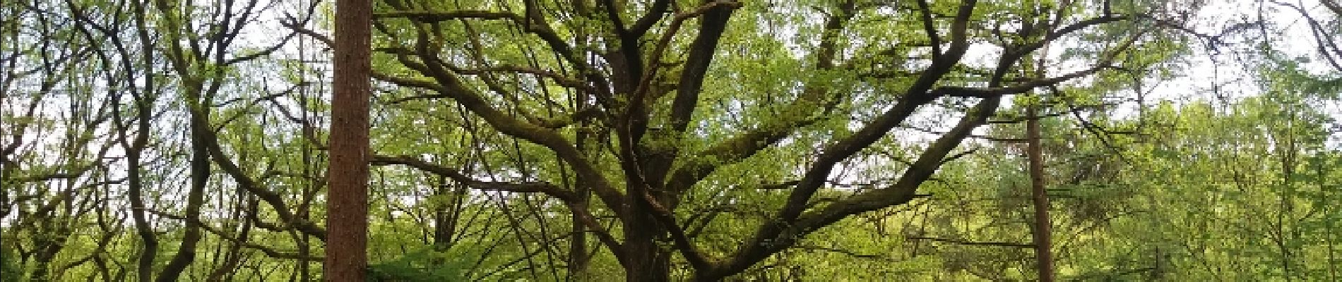 Point d'intérêt Esneux - chêne remarquable - Photo