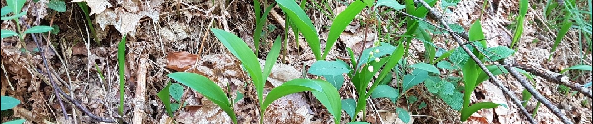 Punto de interés Saint-Léger-en-Yvelines - Muguet sauvage - Photo