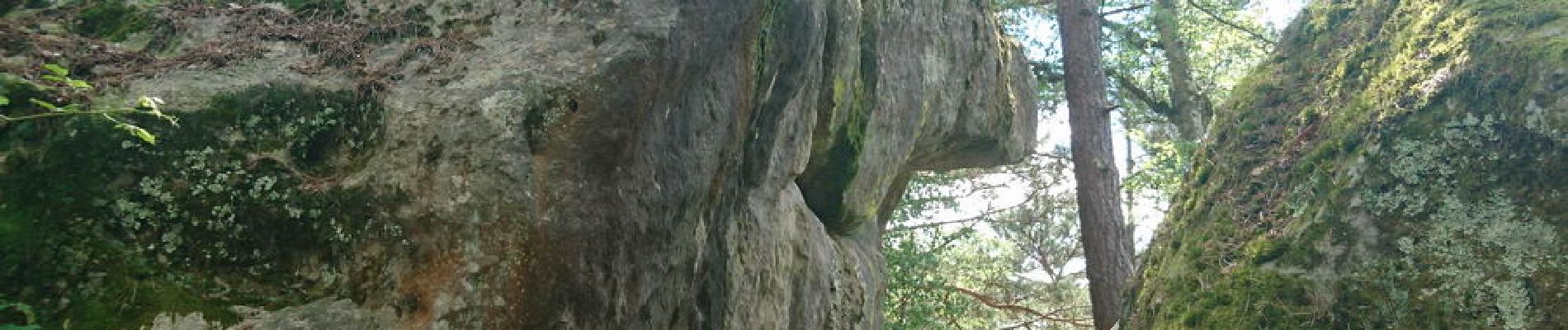 Point d'intérêt Fontainebleau - 29 - Un gros toutou vu de dos - Photo