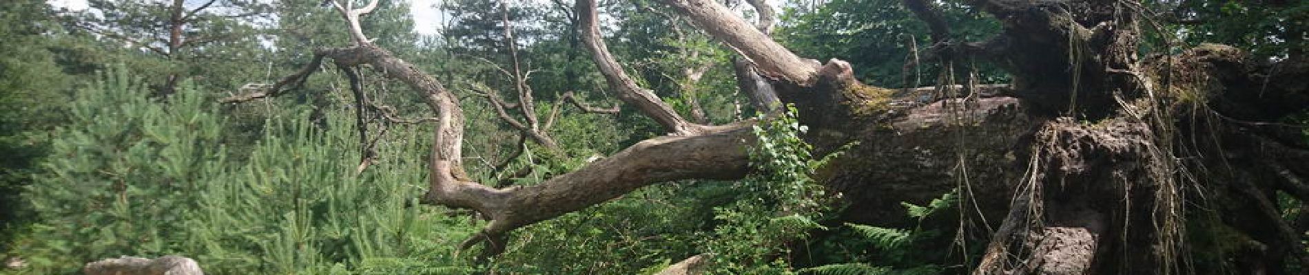 Punto di interesse Fontainebleau - 30 - Pauvre chêne, il est mort, sniff - Photo